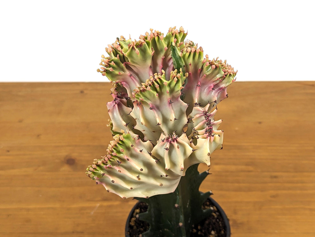 Light Pink Mermaid Tail Cactus Crested Euphorbia in 4&quot; pot