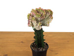 Light Pink Mermaid Tail Cactus