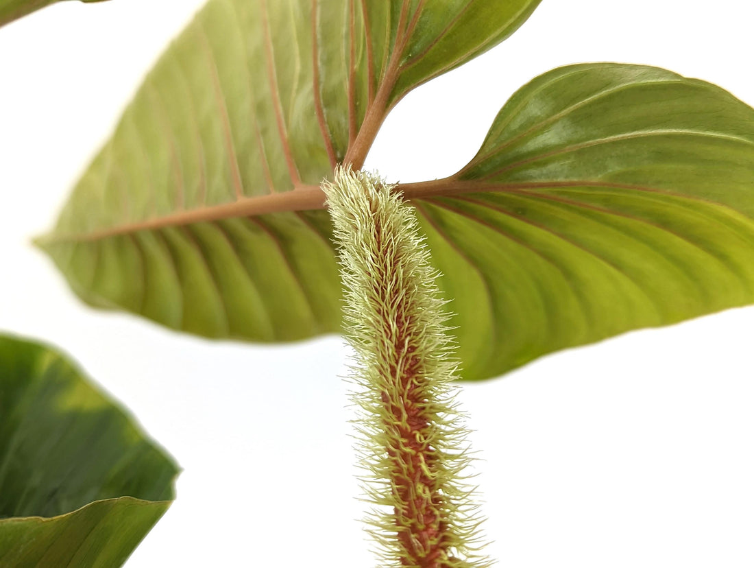 Philodendron Serpens Mature Plant Rooted in 4 inch Pot - Beautiful Fuzzy Petiole Similar to Squamicaule and Squamiferum