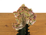 Light Pink Mermaid Tail Cactus