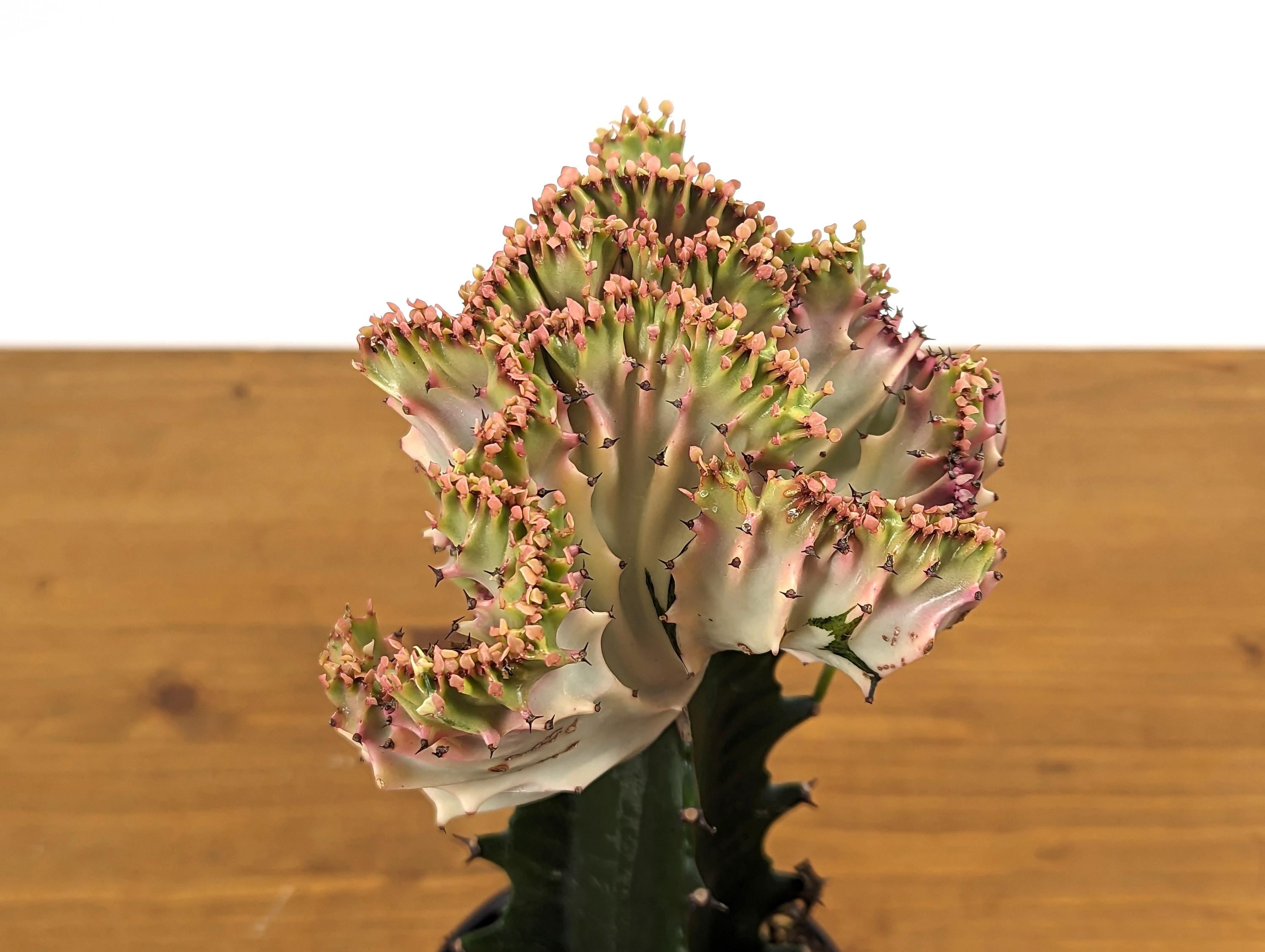 Light Pink Mermaid Tail Cactus Crested Euphorbia in 4&quot; pot