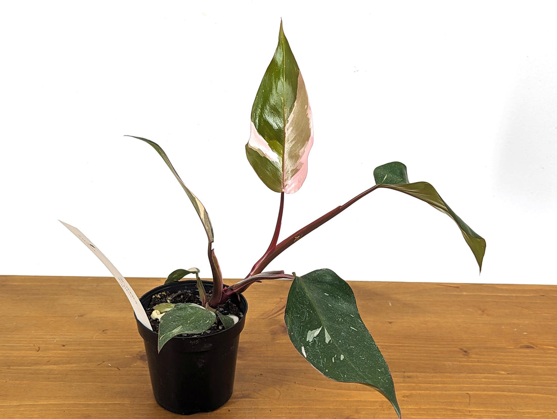 Exact Philodendron Red Anderson 4 inch Pot - 