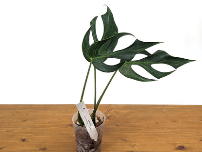 EXACT Mature Monstera Burle Marx Flame - 4 Inch Pot **READ DESCRIPTION**