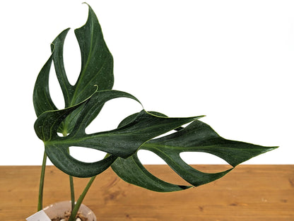 EXACT Mature Monstera Burle Marx Flame - 4 Inch Pot **READ DESCRIPTION**