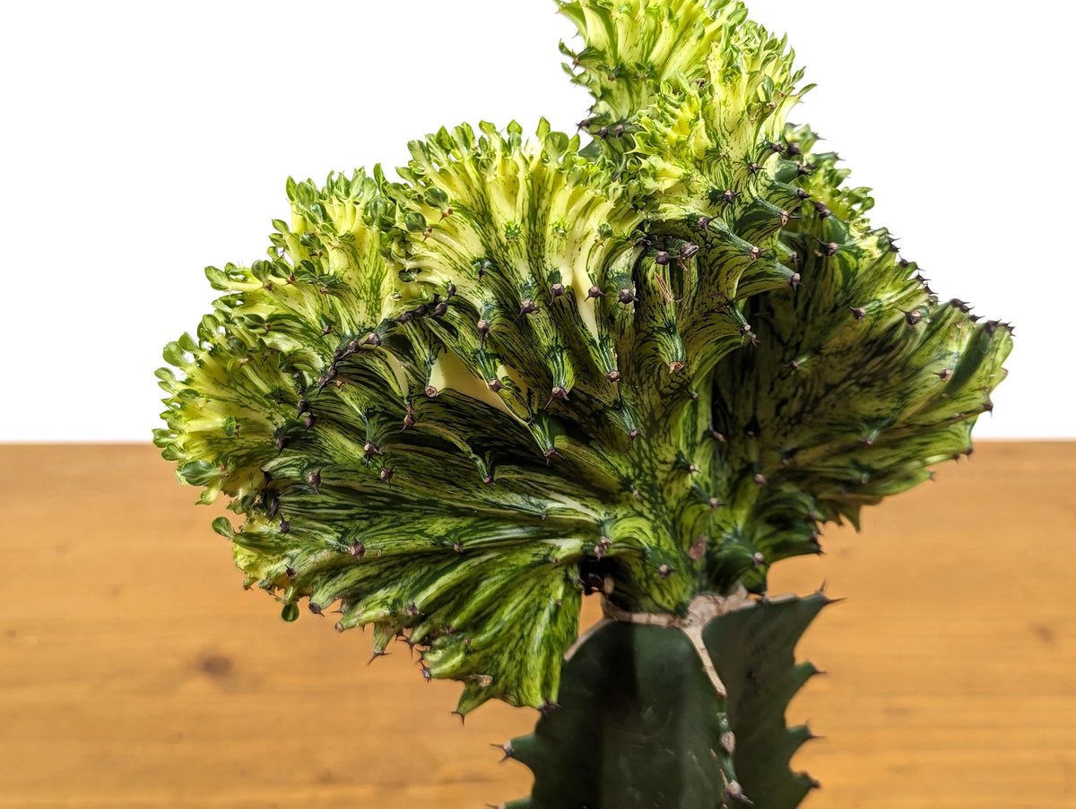 Green Mermaid Tail Cactus (Crested Euphorbia) in 4" pot