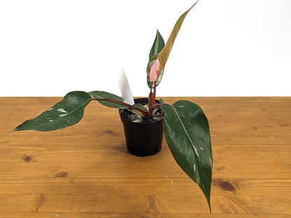 Exact Philodendron Red Anderson 4 inch Pot - 