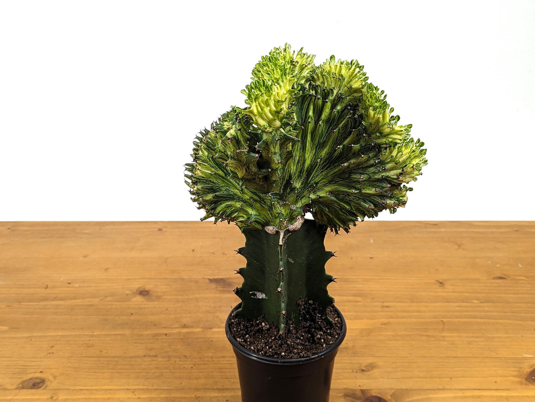 Green Mermaid Tail Cactus Crested Euphorbia in 4&quot; pot