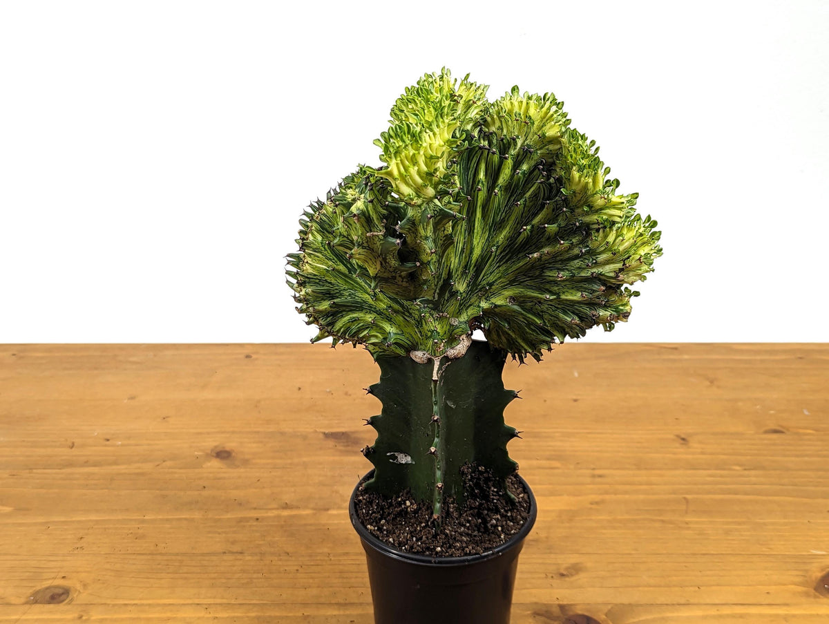 Green Mermaid Tail Cactus (Crested Euphorbia) in 4" pot
