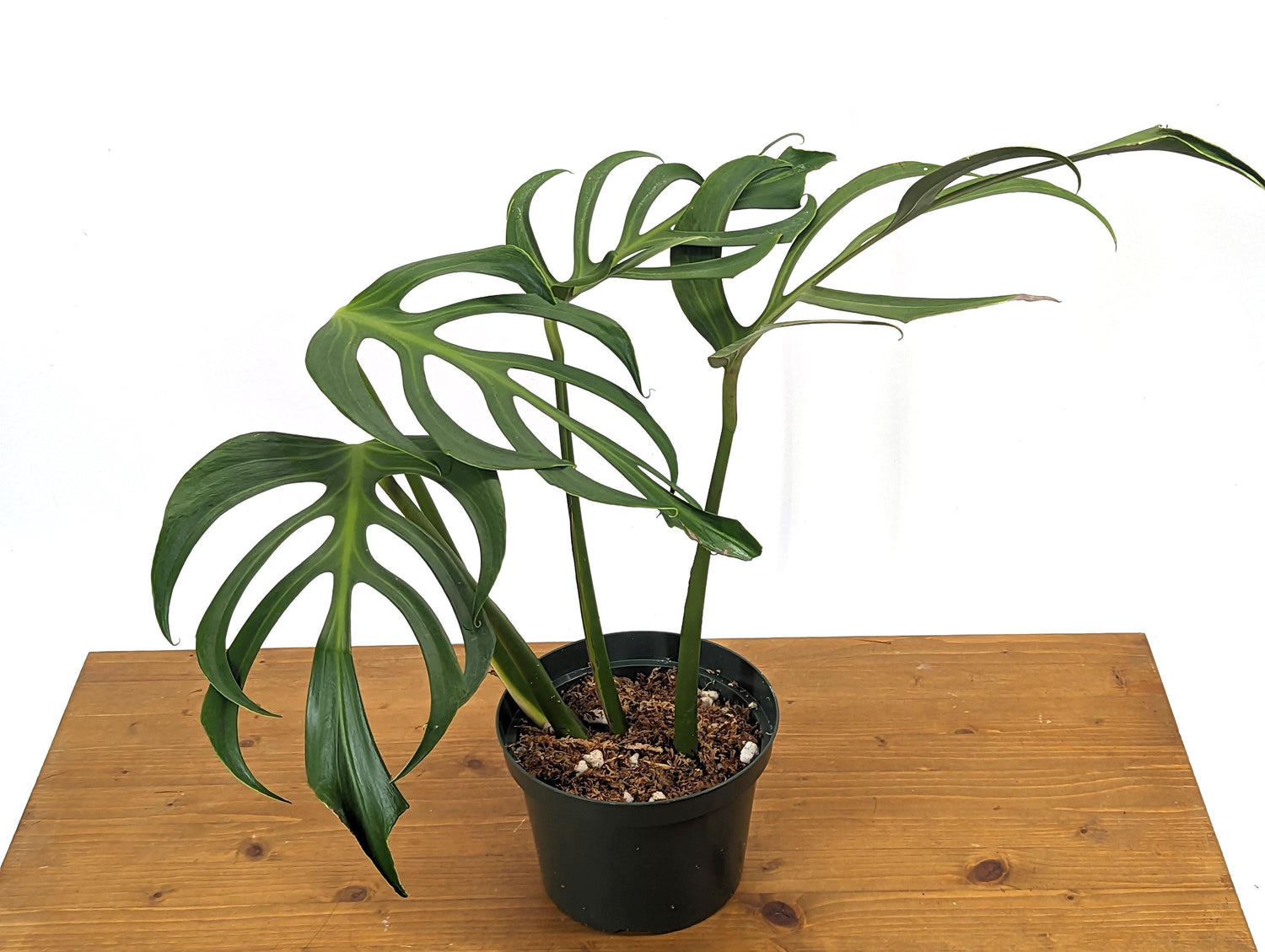 MATURE Monstera Burle Marx Flame - 6 Inch Pot **READ DESCRIPTION**