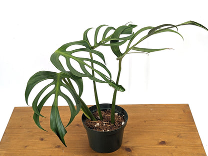 MATURE Monstera Burle Marx Flame - 6 Inch Pot **READ DESCRIPTION**