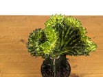 Green Mermaid Tail Cactus (Crested Euphorbia) in 4" pot