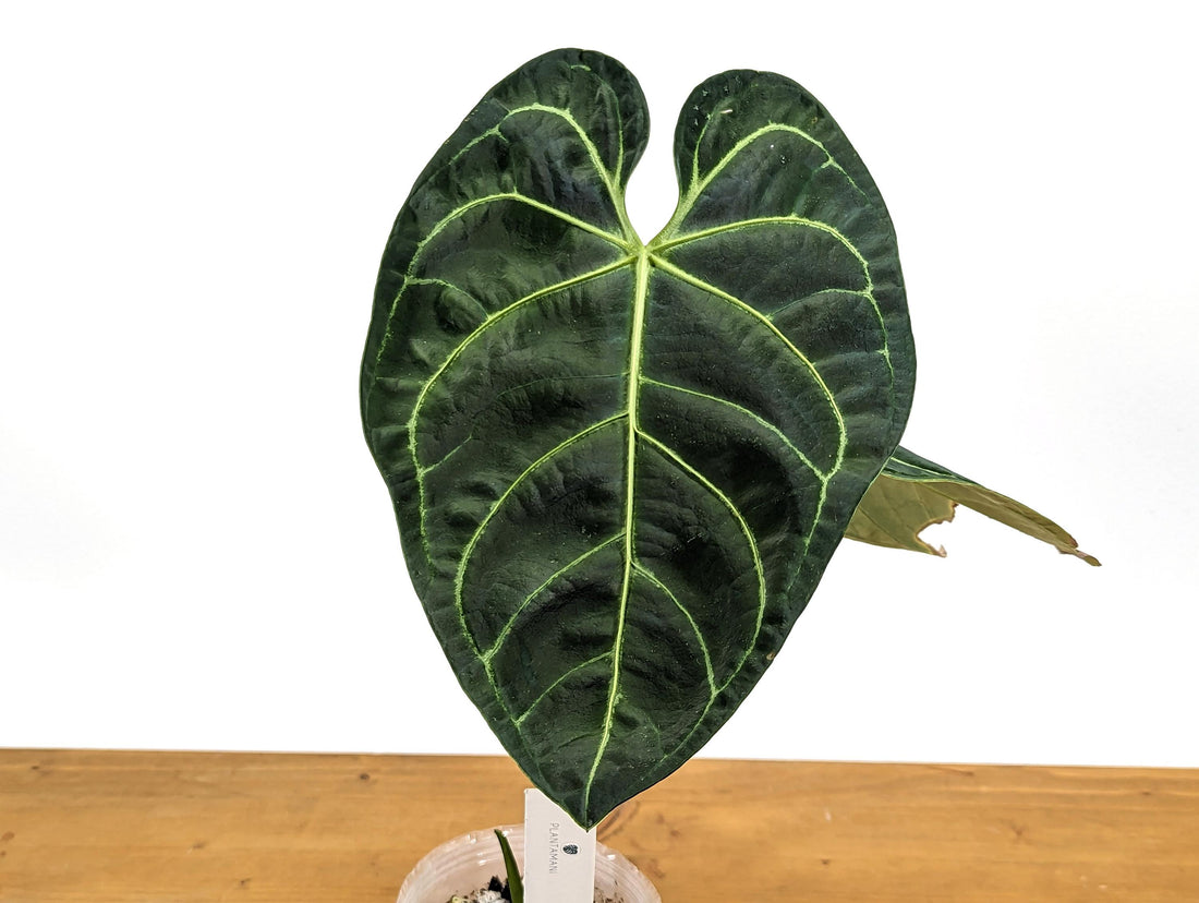 Exact XL Anthurium Regale Mature Large Leaf - Tall Specimen Plant ID 