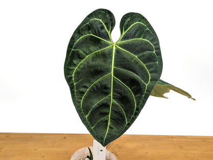 Exact XL Anthurium Regale Mature Large Leaf - Tall Specimen Plant ID 