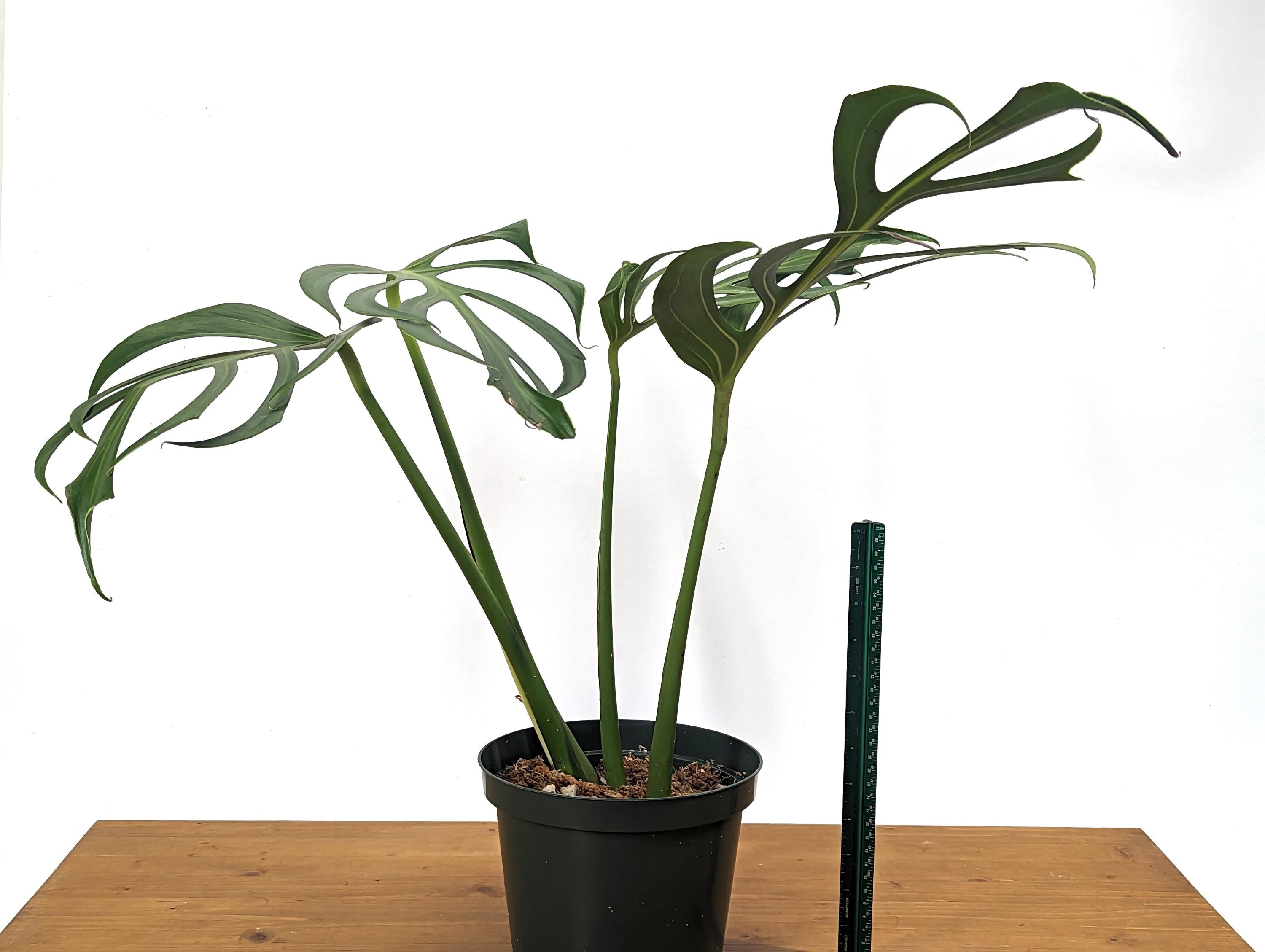 MATURE Monstera Burle Marx Flame - 6 Inch Pot **READ DESCRIPTION**