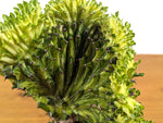 Green Mermaid Tail Cactus (Crested Euphorbia) in 4" pot