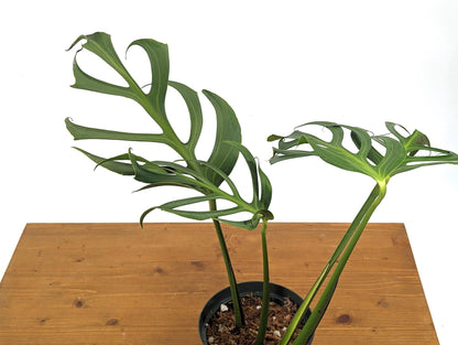 MATURE Monstera Burle Marx Flame - 6 Inch Pot **READ DESCRIPTION**