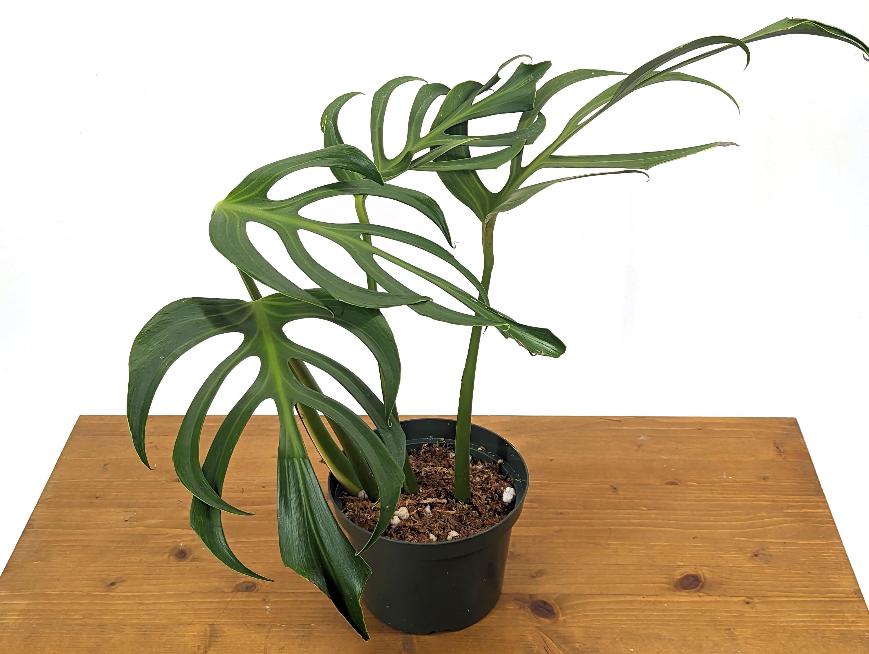 MATURE Monstera Burle Marx Flame - 6 Inch Pot **READ DESCRIPTION**