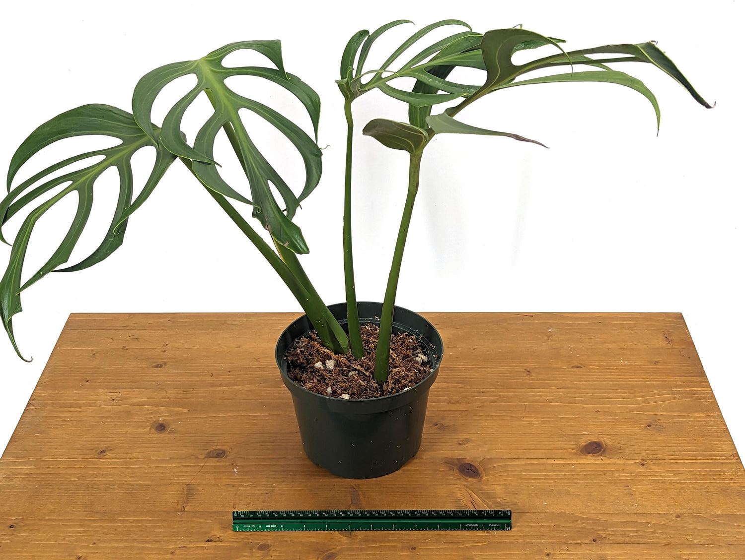 MATURE Monstera Burle Marx Flame - 6 Inch Pot **READ DESCRIPTION**