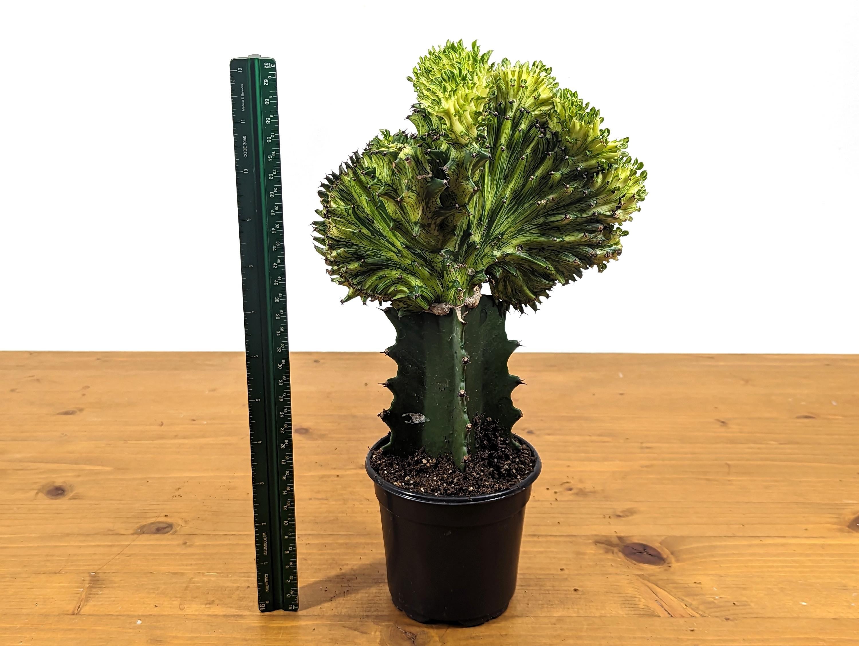 Green Mermaid Tail Cactus Crested Euphorbia in 4&quot; pot