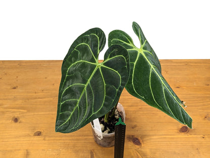 Exact XL Anthurium Regale Mature Large Leaf - Tall Specimen Plant ID 