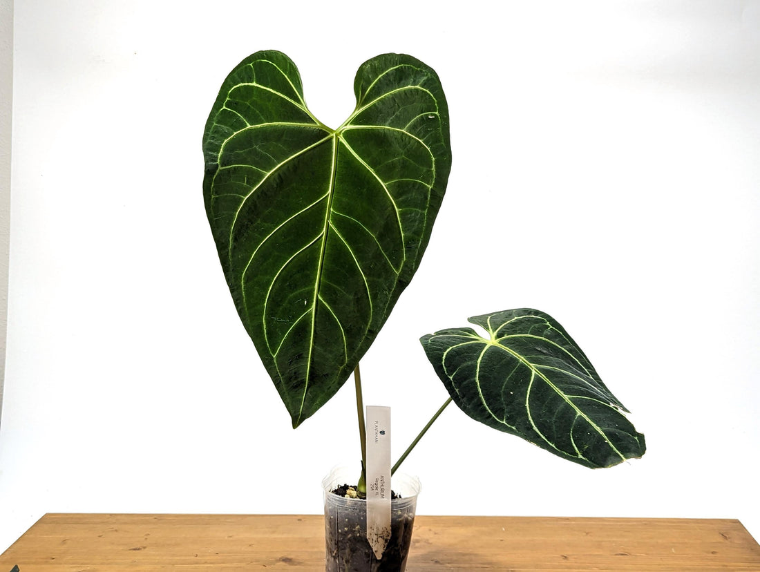 Exact XL Anthurium Regale Mature Large Specimen Plant ID 