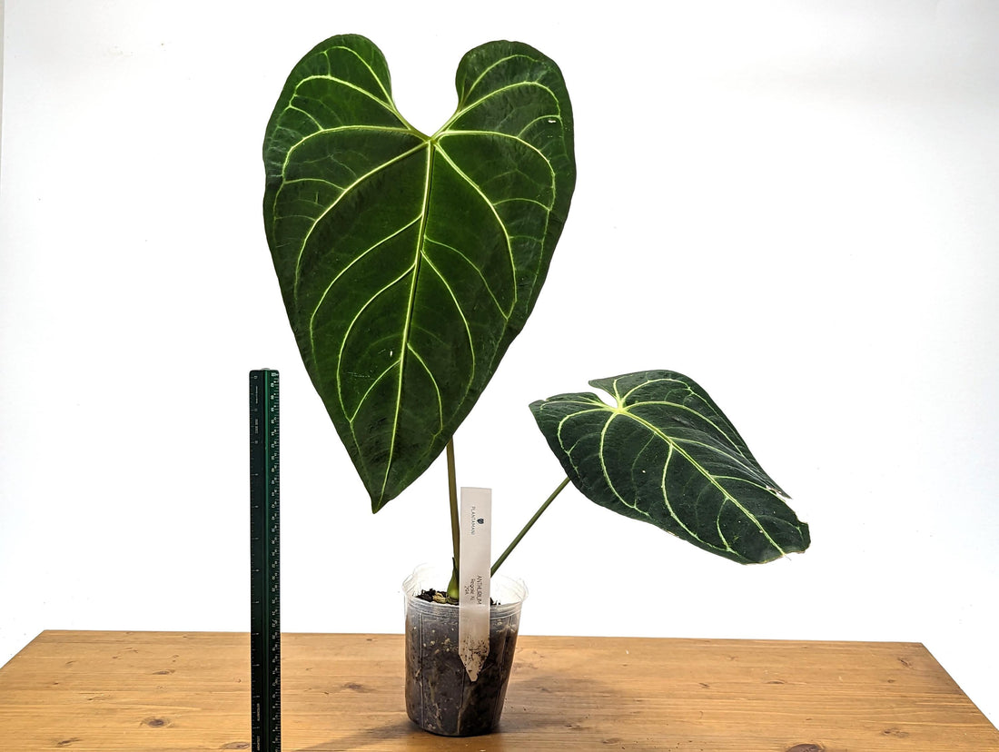 Exact XL Anthurium Regale Mature Large Specimen Plant ID 