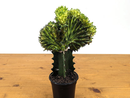 Green Mermaid Tail Cactus Crested Euphorbia in 4&quot; pot