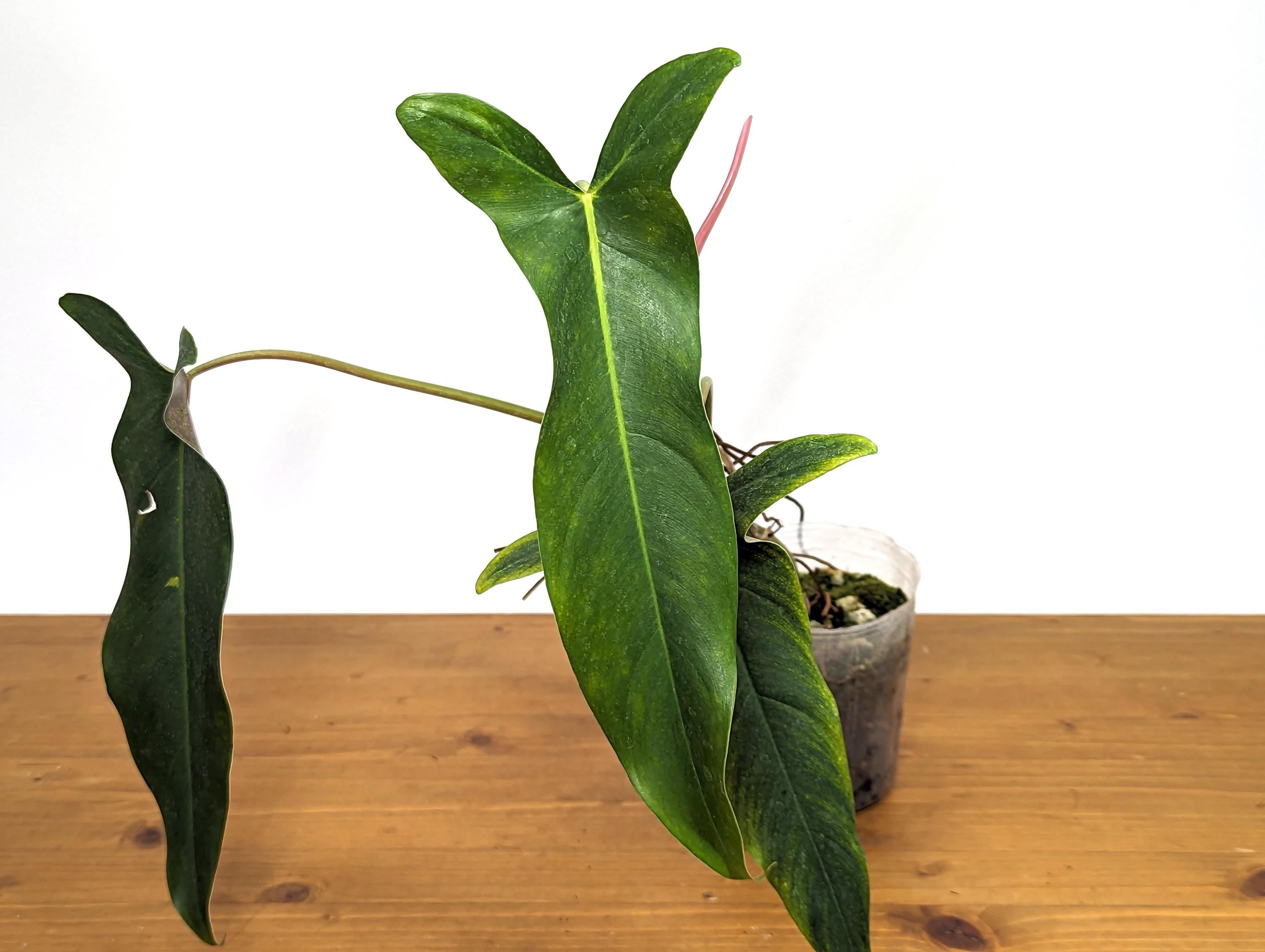 NEW Hybrid Philodendron Paloraense x Spiritus Sancti - Exact Plant ID 