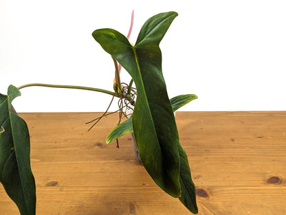 NEW Hybrid Philodendron Paloraense x Spiritus Sancti - Exact Plant ID 