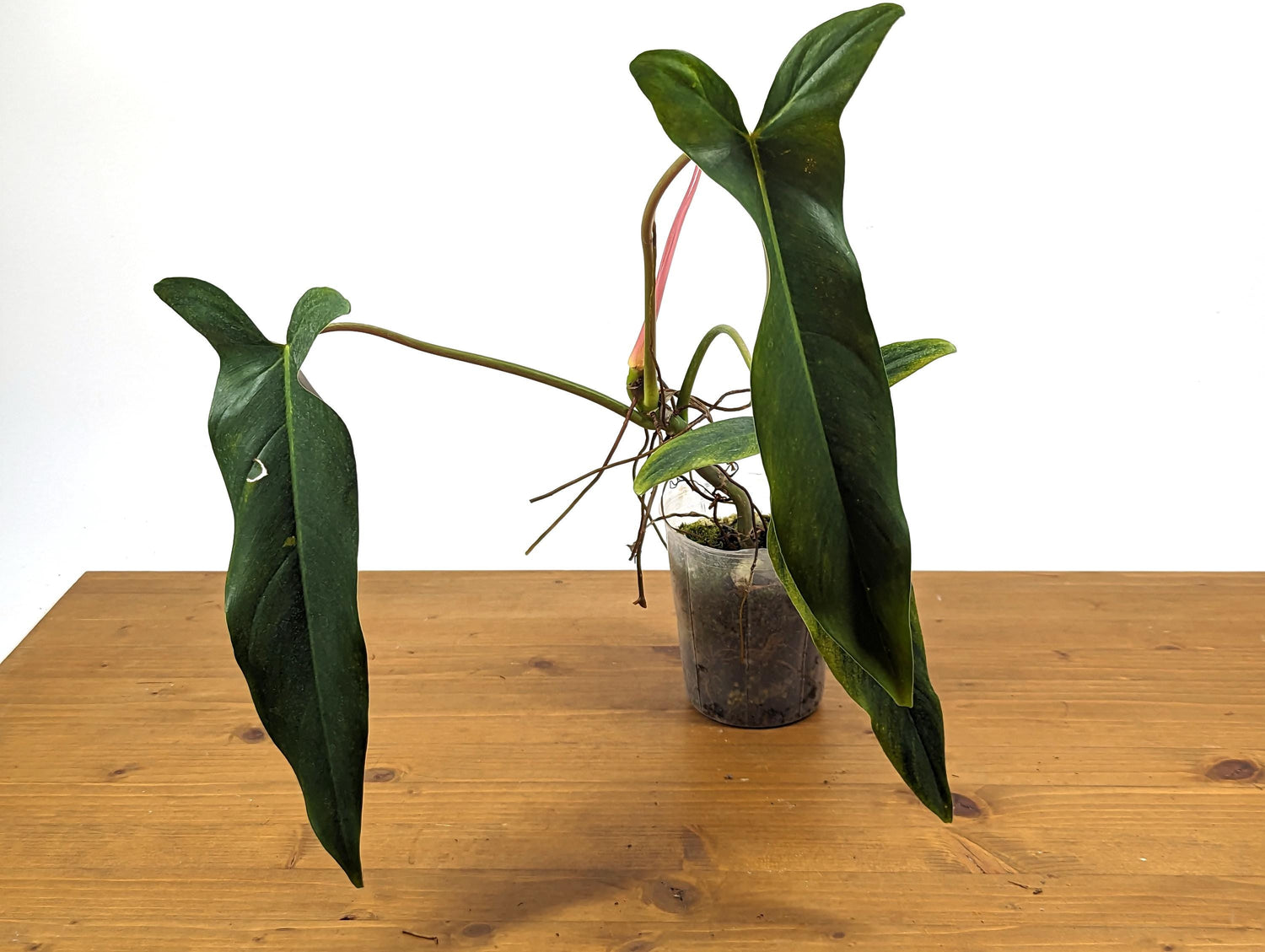 NEW Hybrid Philodendron Paloraense x Spiritus Sancti - Exact Plant ID 