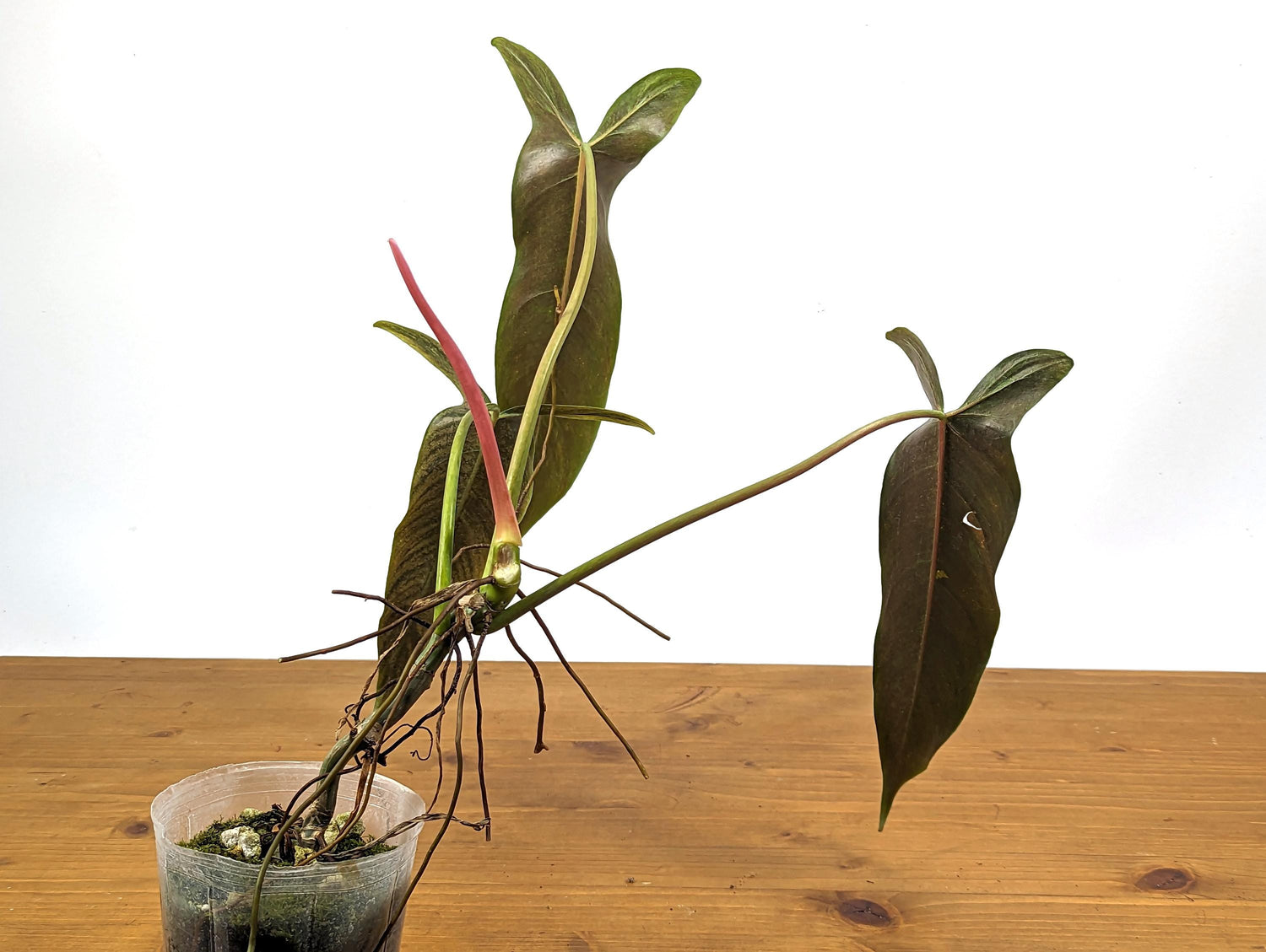 NEW Hybrid Philodendron Paloraense x Spiritus Sancti - Exact Plant ID 