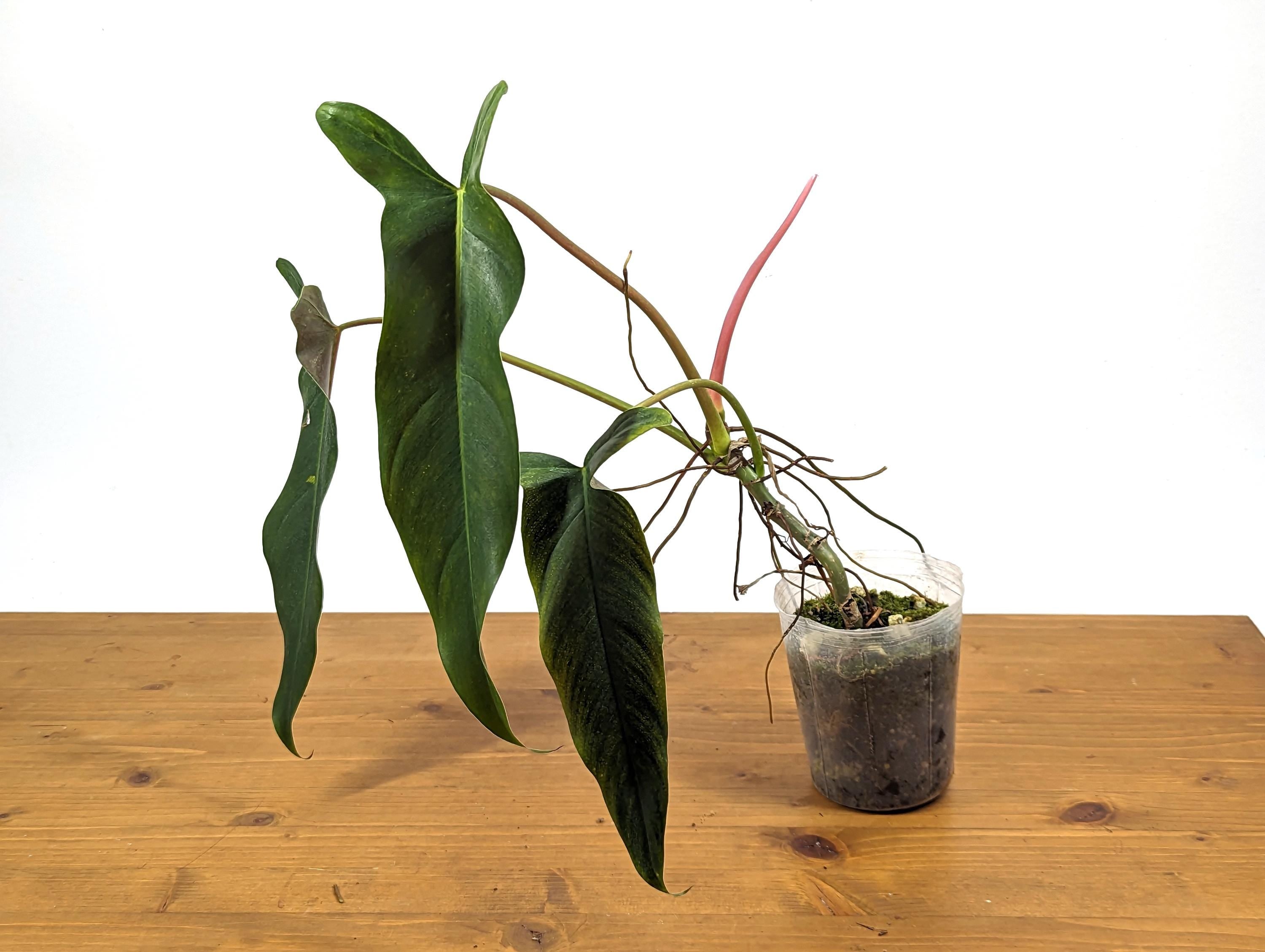 NEW Hybrid Philodendron Paloraense x Spiritus Sancti - Exact Plant ID 