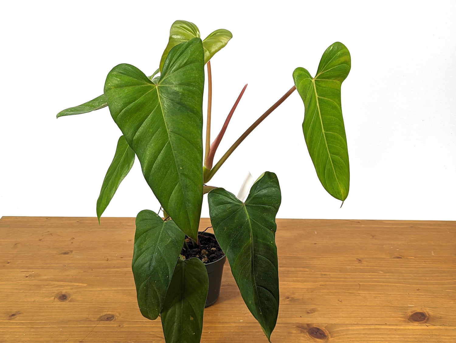 Philodendron Pinnatilobum x Jose Buono Green NEW Hybrid in 4 inch Pot