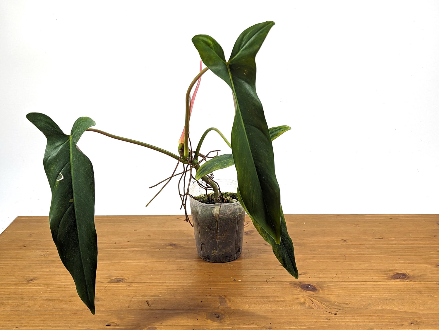 NEW Hybrid Philodendron Paloraense x Spiritus Sancti - Exact Plant ID 