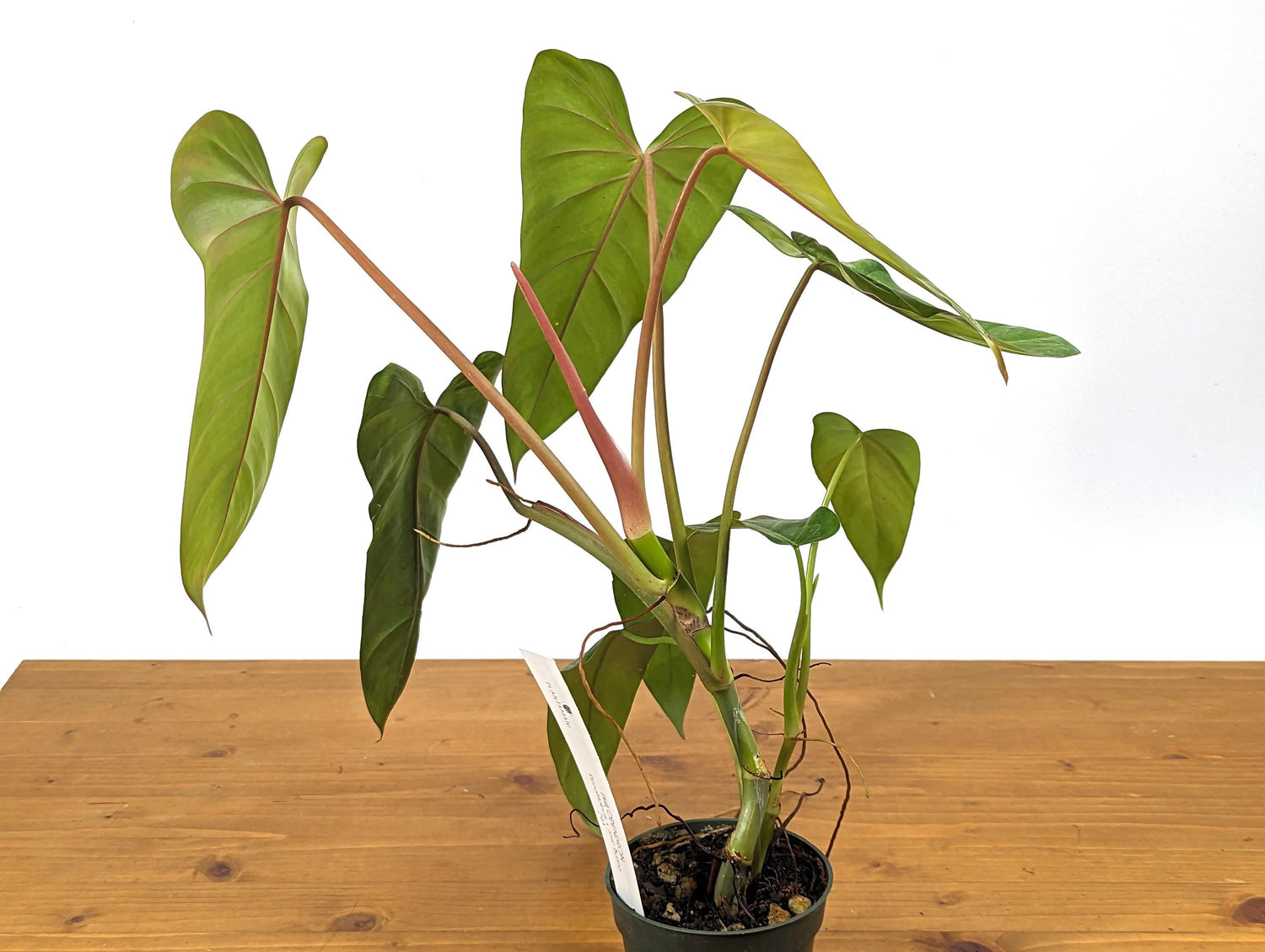 Philodendron Pinnatilobum x Jose Buono Green NEW Hybrid in 4 inch Pot