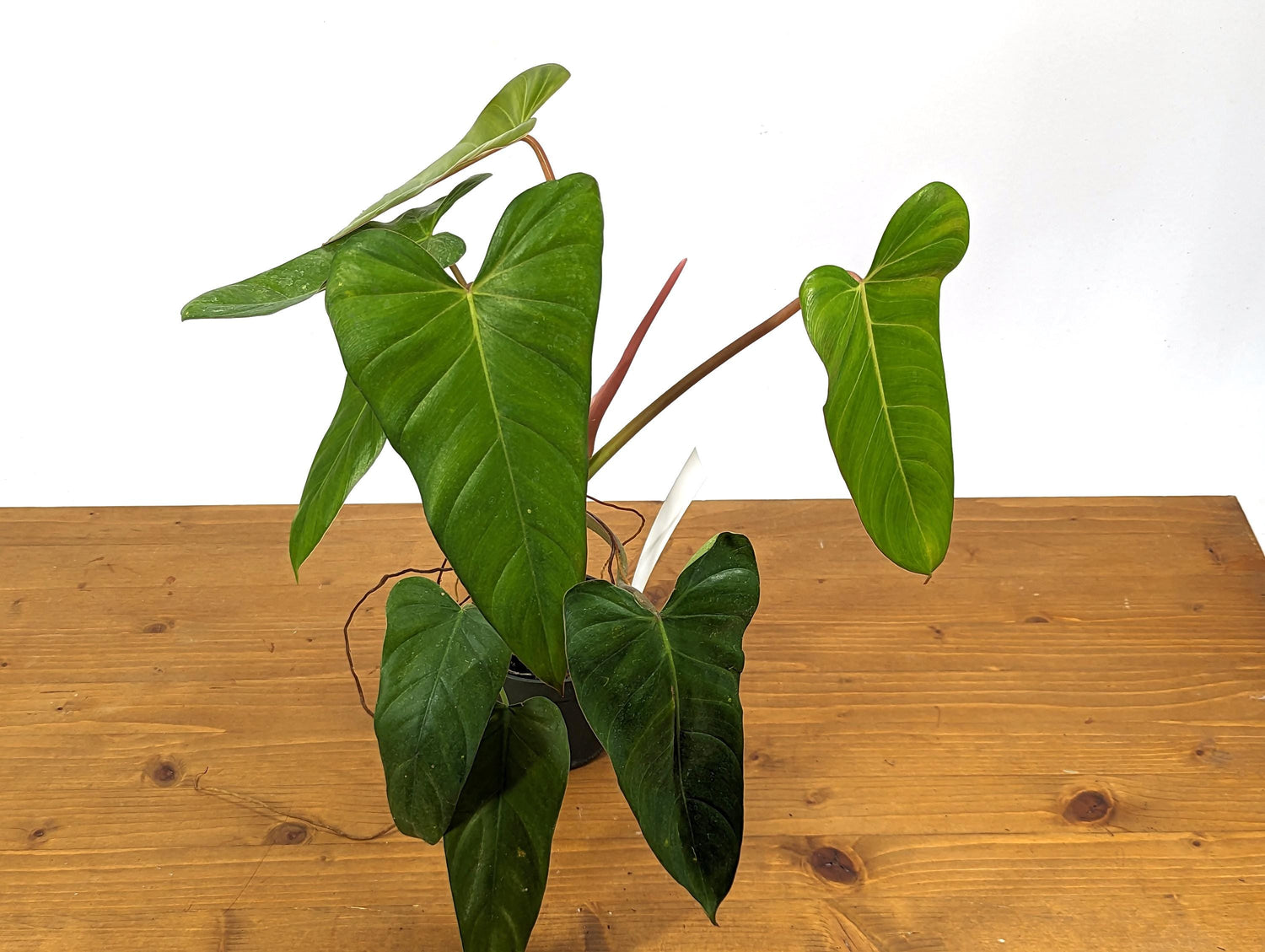 Philodendron Pinnatilobum x Jose Buono Green NEW Hybrid in 4 inch Pot