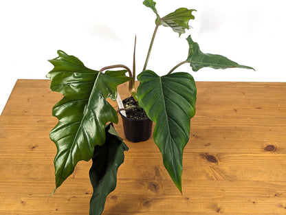 Philodendron Pinnatilobum x Tortum NEW Hybrid in 4 inch Pot