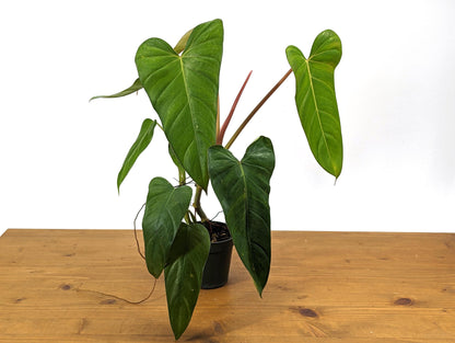 Philodendron Pinnatilobum x Jose Buono Green NEW Hybrid in 4 inch Pot