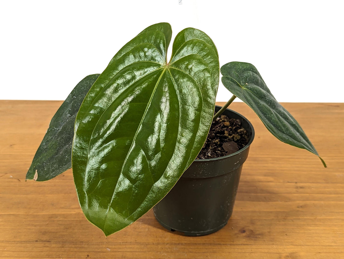 Anthurium Luxurians x Regale Light (AKA Light Black Diamond) Exact Plant 