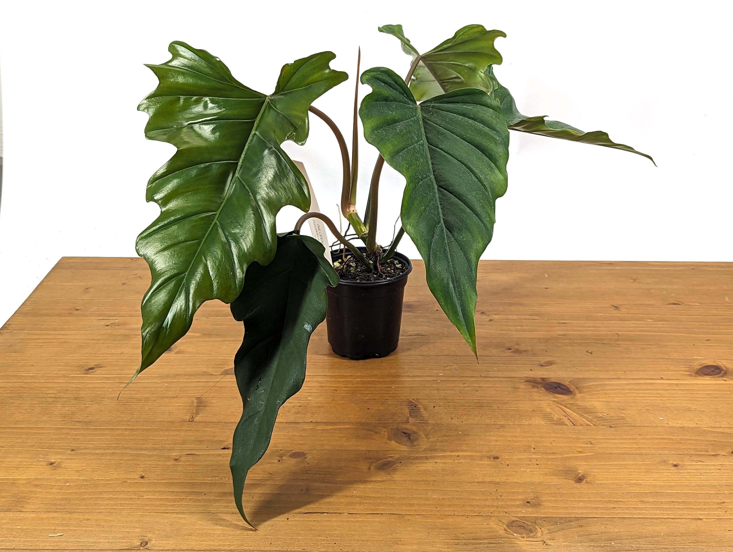 Philodendron Pinnatilobum x Tortum NEW Hybrid in 4 inch Pot