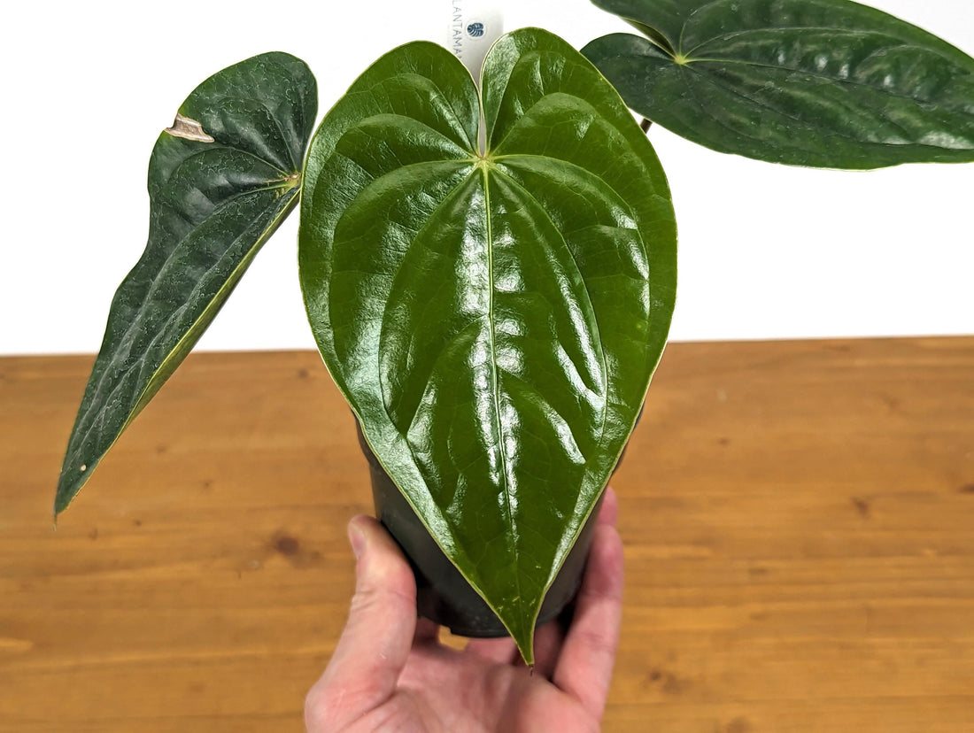 Exact Anthurium Luxurians x Regale Light (Light Black Diamond) One of a Kind Plant in 4 inch pot 