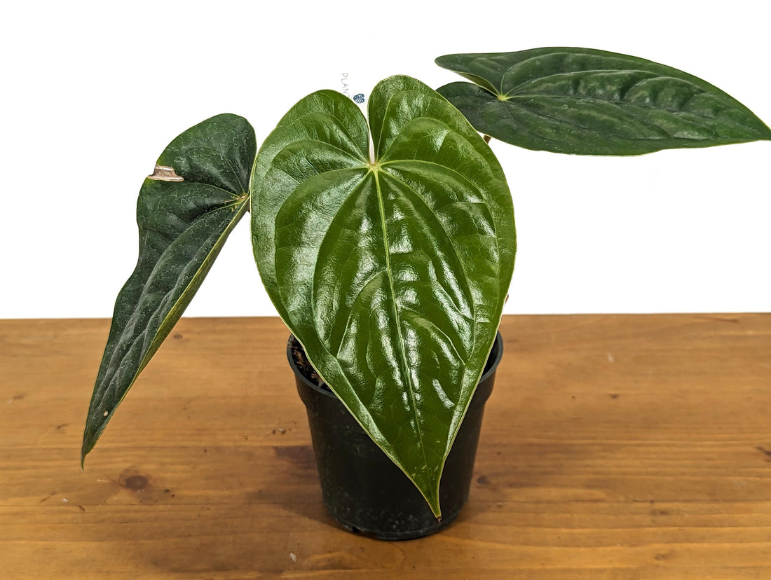 Exact Anthurium Luxurians x Regale Light (Light Black Diamond) One of a Kind Plant in 4 inch pot 