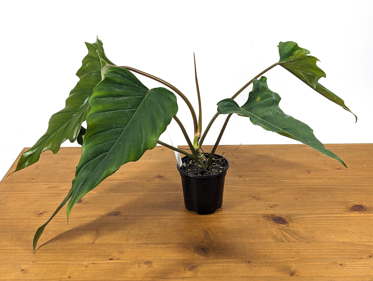 Philodendron Pinnatilobum x Tortum NEW Hybrid in 4 inch Pot