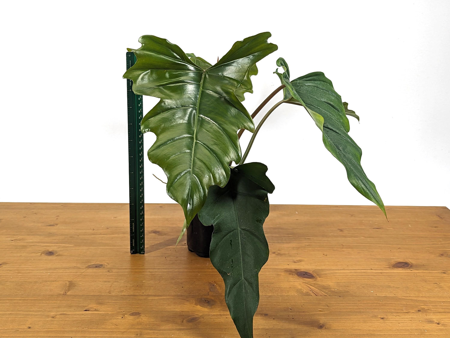 Philodendron Pinnatilobum x Tortum NEW Hybrid in 4 inch Pot