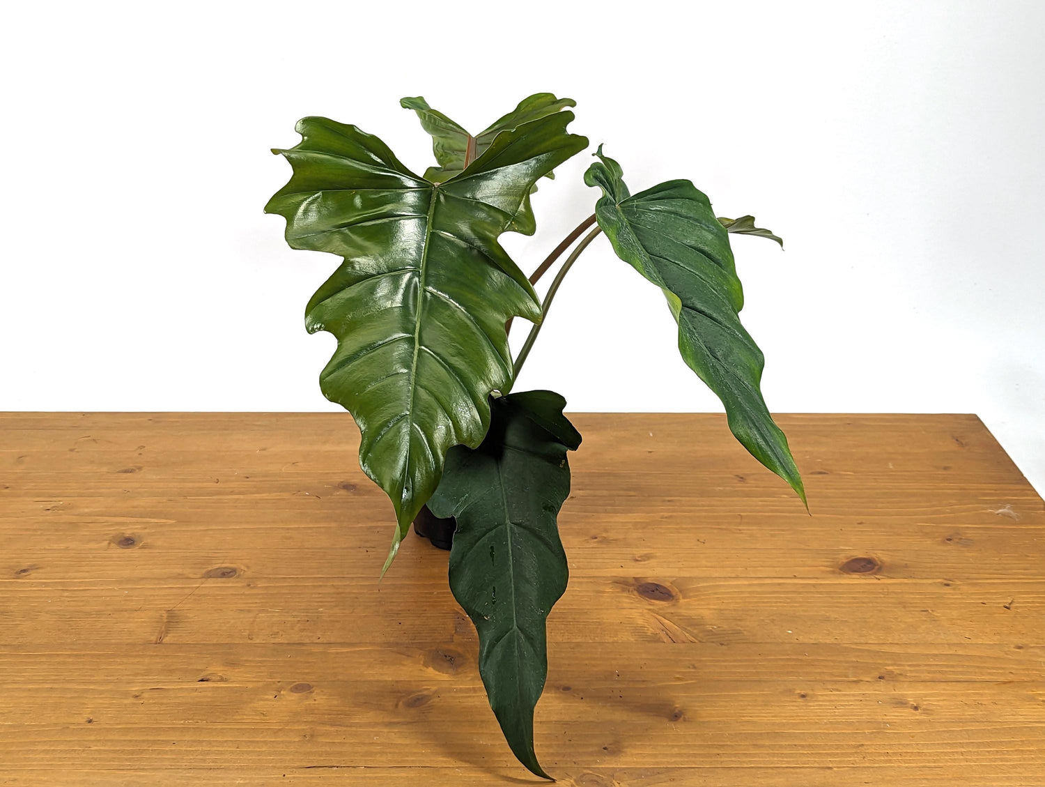 Philodendron Pinnatilobum x Tortum NEW Hybrid in 4 inch Pot