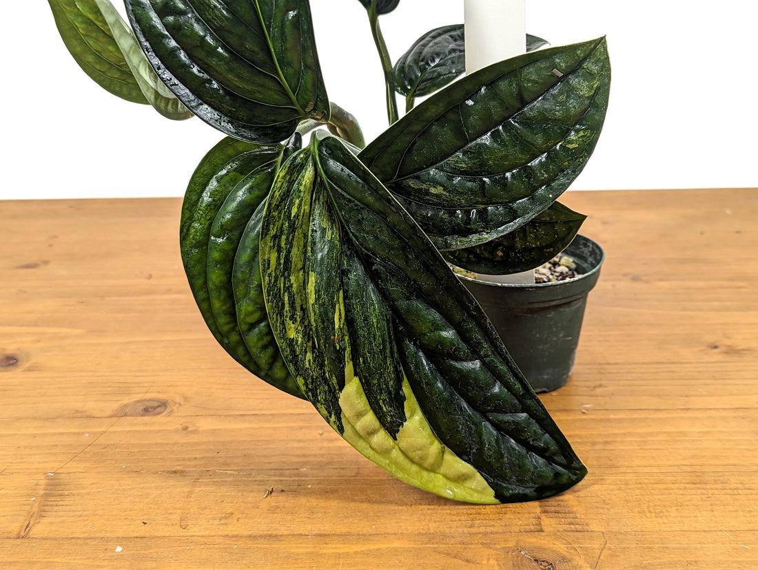 Exact Variegated Monstera Peru - 4 Inch Pot Green &amp; Gold