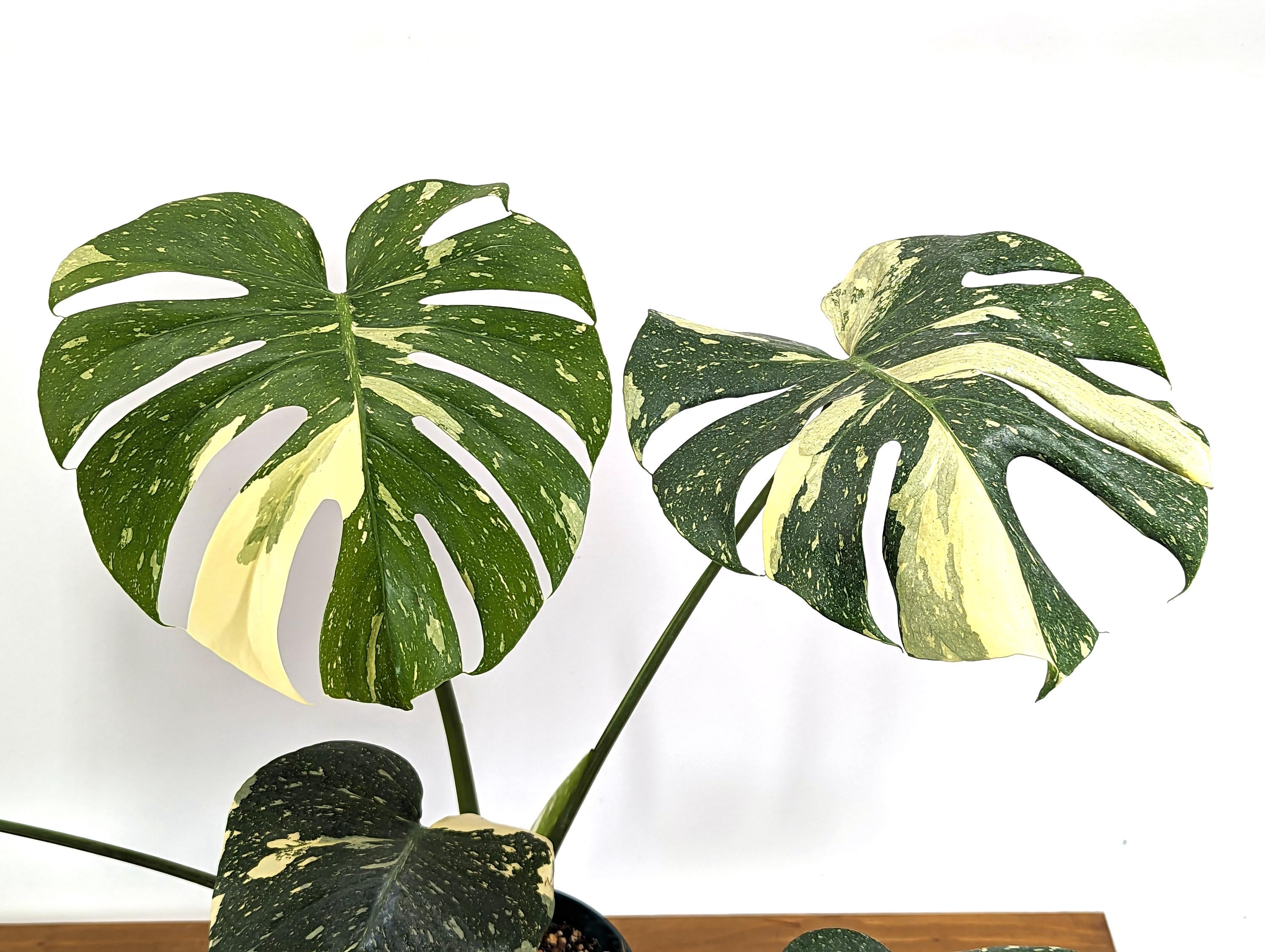 Monstera Thai Constellation Approx 2 FEET Tall ~5 Leaves in 8 Inch Pot - 