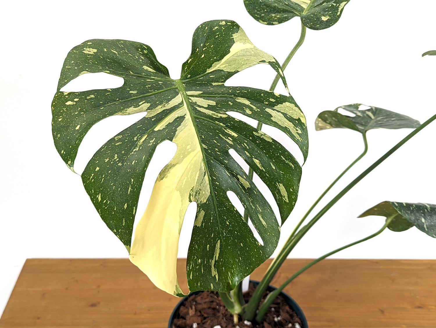 Mature Monstera Thai Constellation Approx 2 FEET Tall in 8 Inch Pot - 