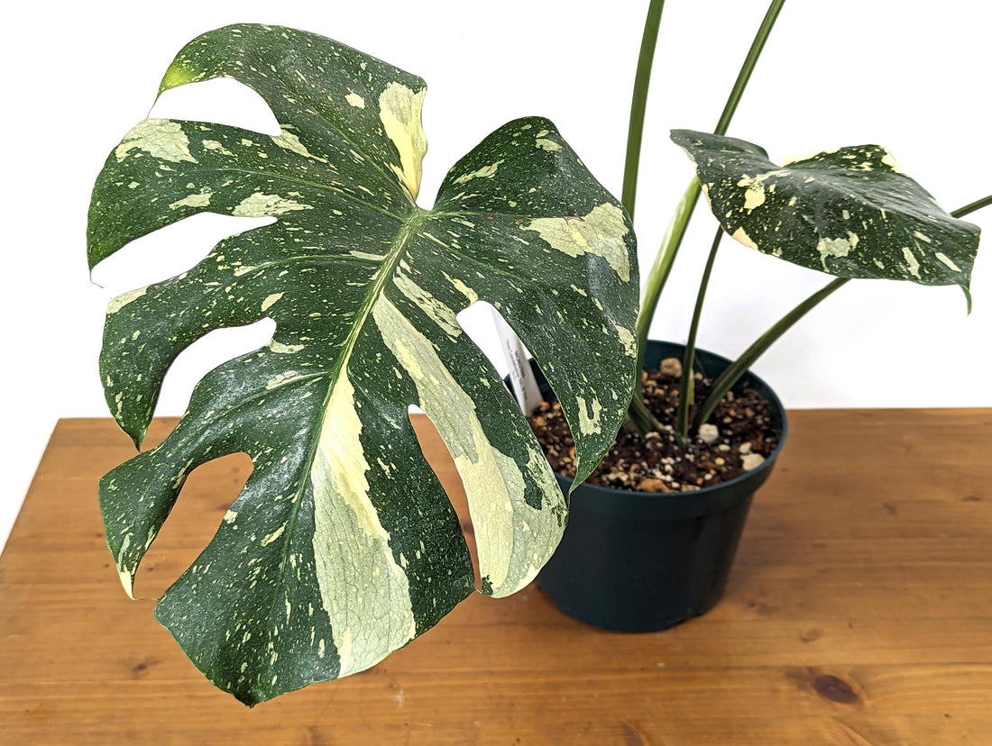 Monstera Thai Constellation Approx 2 FEET Tall ~5 Leaves in 8 Inch Pot - 