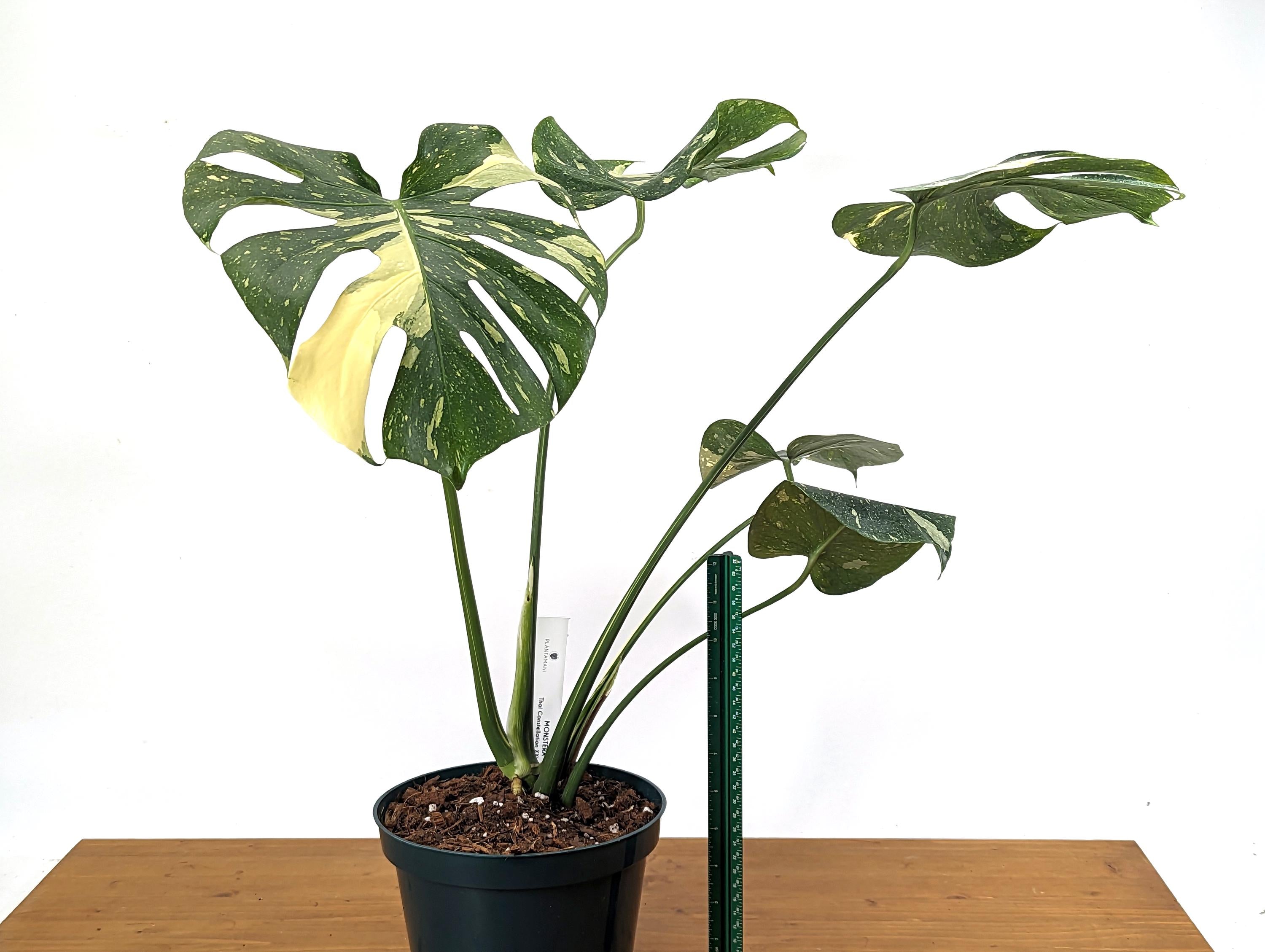 Mature Monstera Thai Constellation Approx 2 FEET Tall in 8 Inch Pot - 